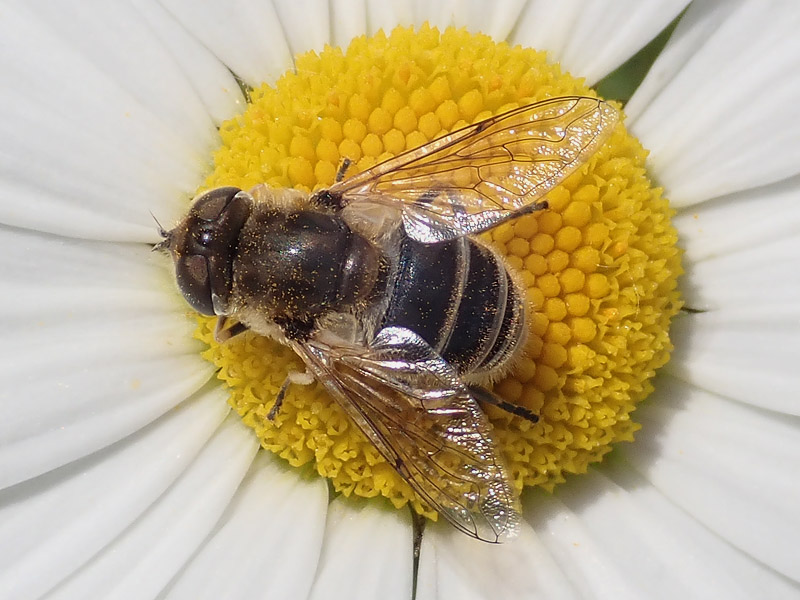 da identificare: Eristalis ?